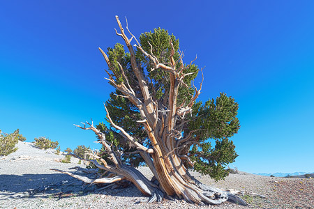 The Bristlecone Pine (Pinus Aristata)